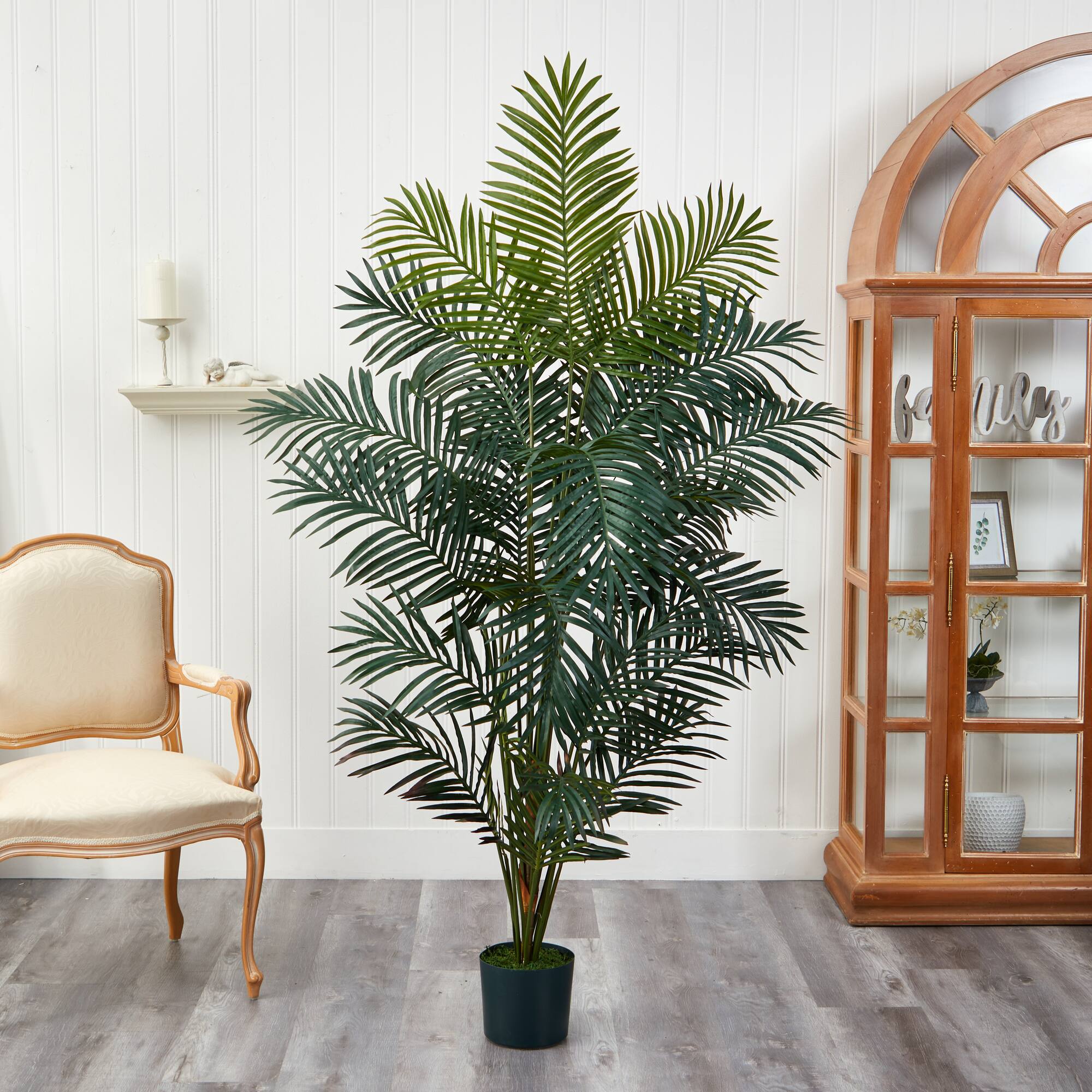 7ft. Potted Paradise Palm